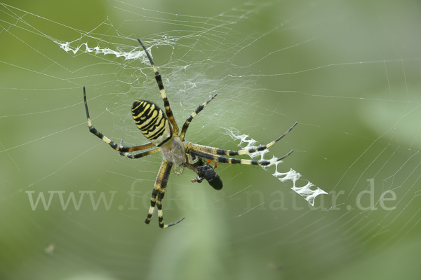 Wespenspinne (Argiope bruennichi)