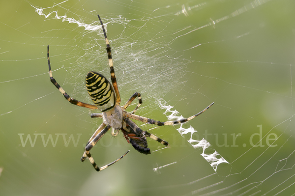 Wespenspinne (Argiope bruennichi)