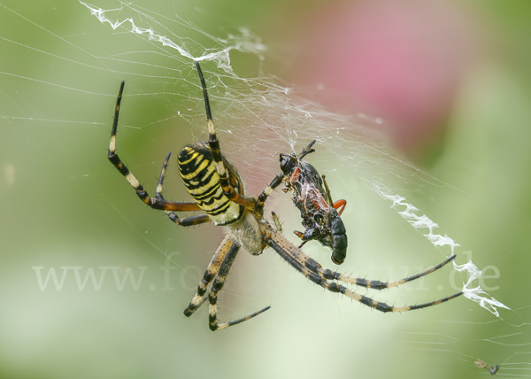 Wespenspinne (Argiope bruennichi)