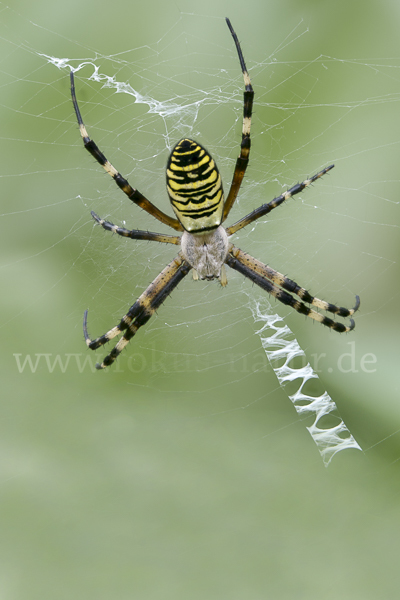 Wespenspinne (Argiope bruennichi)