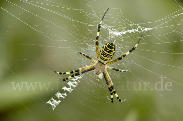 Wespenspinne (Argiope bruennichi)