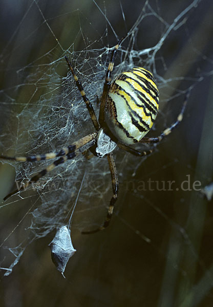 Wespenspinne (Argiope bruennichi)