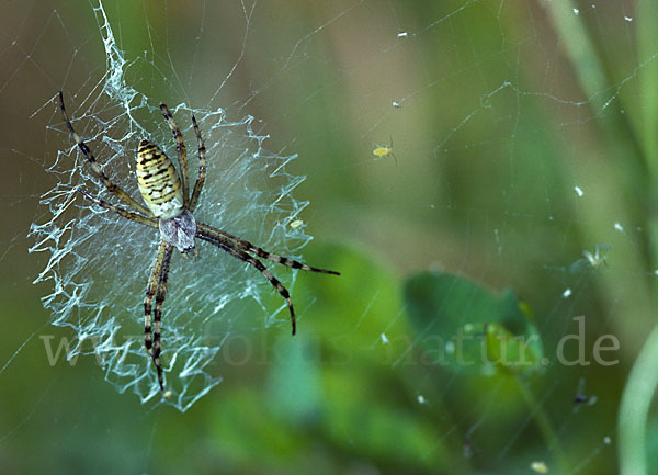 Wespenspinne (Argiope bruennichi)