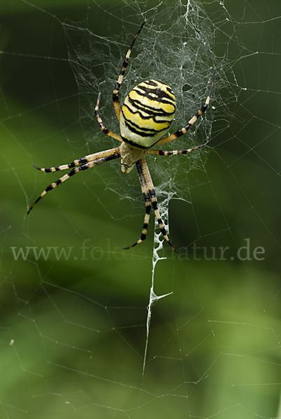 Wespenspinne (Argiope bruennichi)