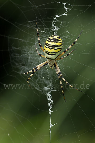 Wespenspinne (Argiope bruennichi)