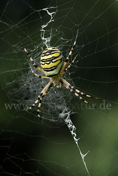 Wespenspinne (Argiope bruennichi)