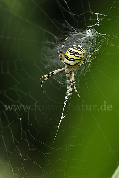 Wespenspinne (Argiope bruennichi)