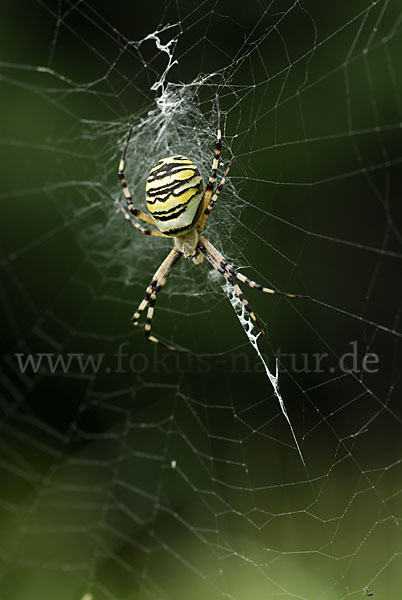 Wespenspinne (Argiope bruennichi)