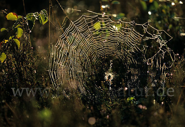 Wespenspinne (Argiope bruennichi)