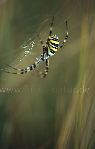 Wespenspinne (Argiope bruennichi)