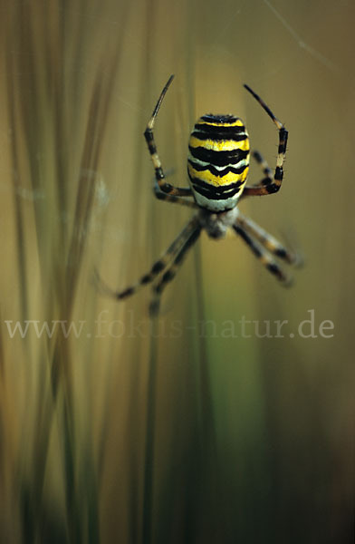 Wespenspinne (Argiope bruennichi)