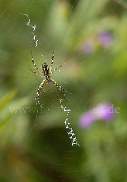 Wespenspinne (Argiope bruennichi)