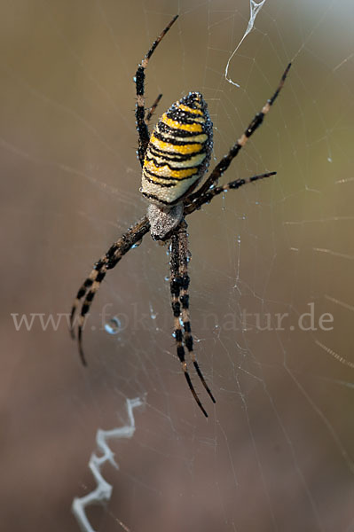 Wespenspinne (Argiope bruennichi)