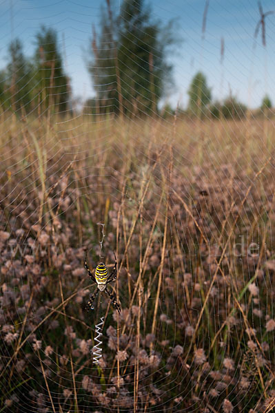 Wespenspinne (Argiope bruennichi)