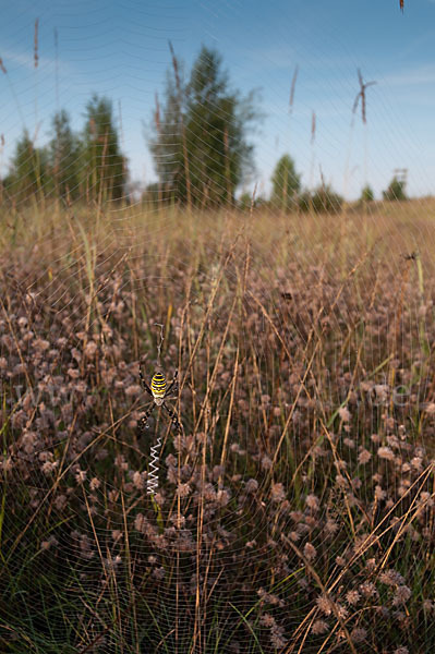 Wespenspinne (Argiope bruennichi)