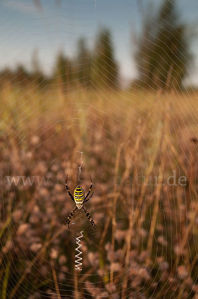 Wespenspinne (Argiope bruennichi)