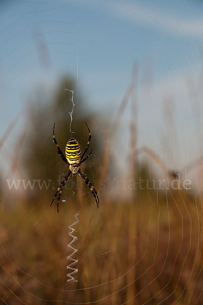 Wespenspinne (Argiope bruennichi)