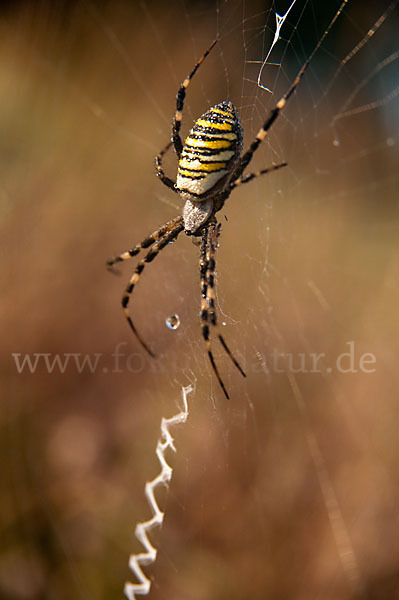 Wespenspinne (Argiope bruennichi)