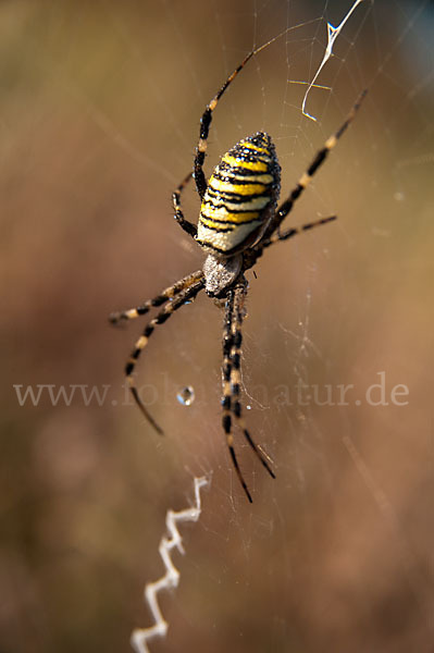 Wespenspinne (Argiope bruennichi)