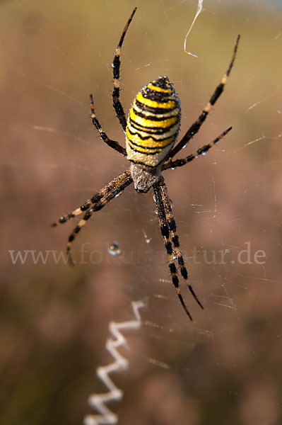 Wespenspinne (Argiope bruennichi)