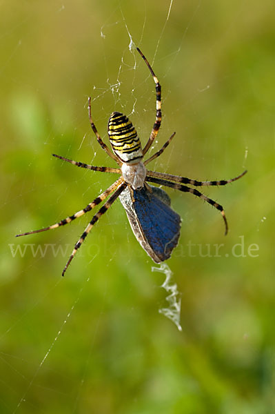 Wespenspinne (Argiope bruennichi)