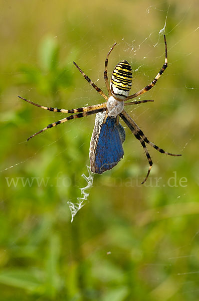 Wespenspinne (Argiope bruennichi)