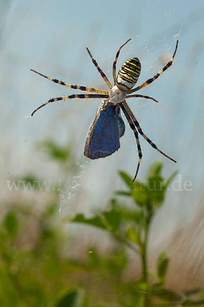 Wespenspinne (Argiope bruennichi)