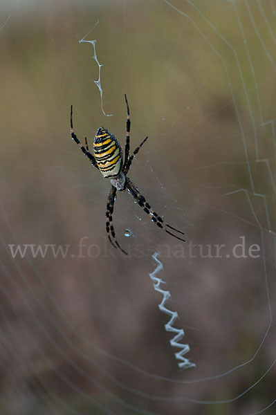 Wespenspinne (Argiope bruennichi)