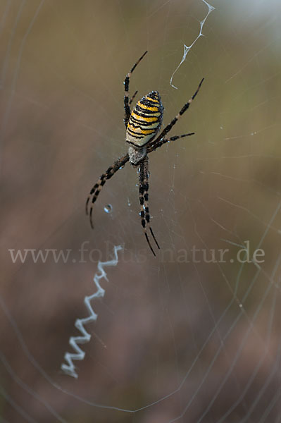 Wespenspinne (Argiope bruennichi)