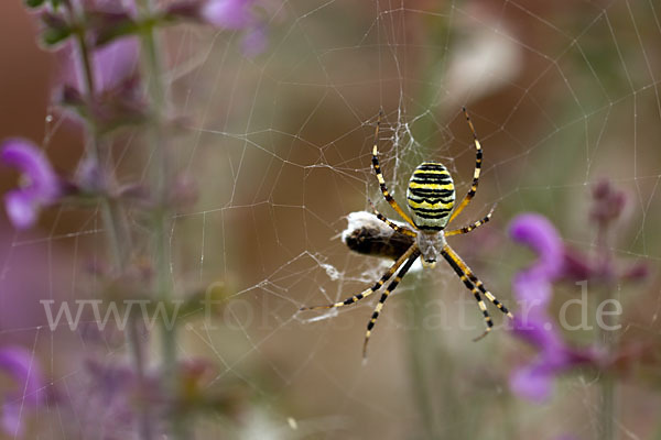 Wespenspinne (Argiope bruennichi)