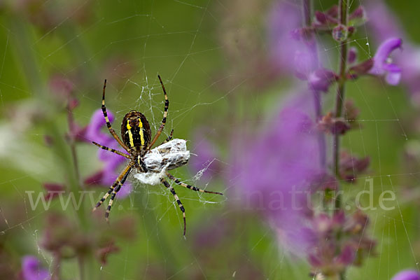 Wespenspinne (Argiope bruennichi)