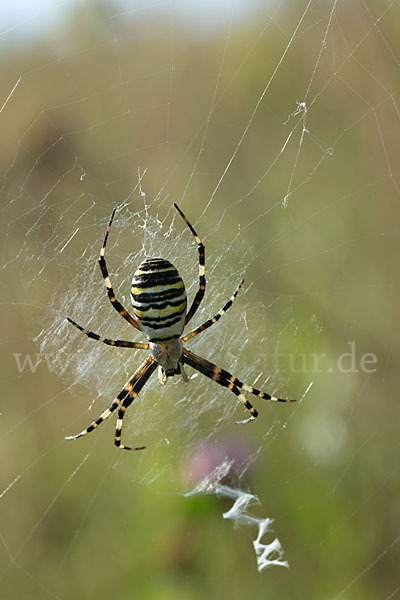 Wespenspinne (Argiope bruennichi)