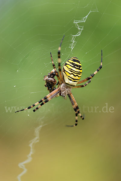 Wespenspinne (Argiope bruennichi)