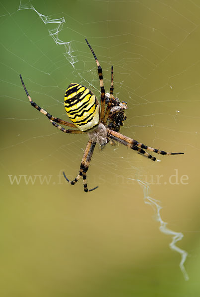 Wespenspinne (Argiope bruennichi)