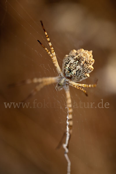 Wespenspinne spec. (Argyope lobata)