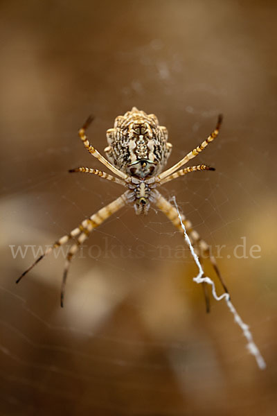 Wespenspinne spec. (Argyope lobata)