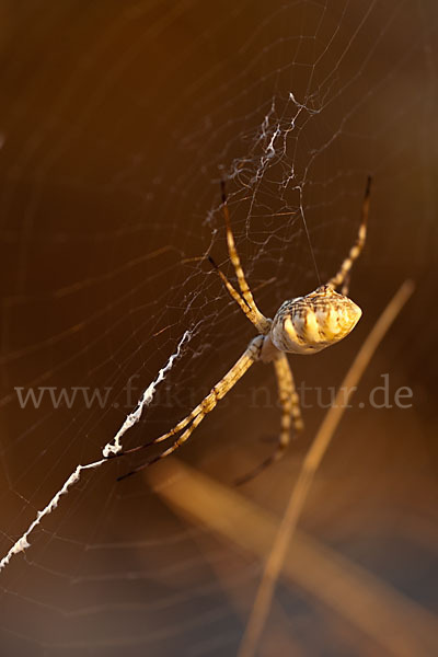 Wespenspinne spec. (Argyope lobata)