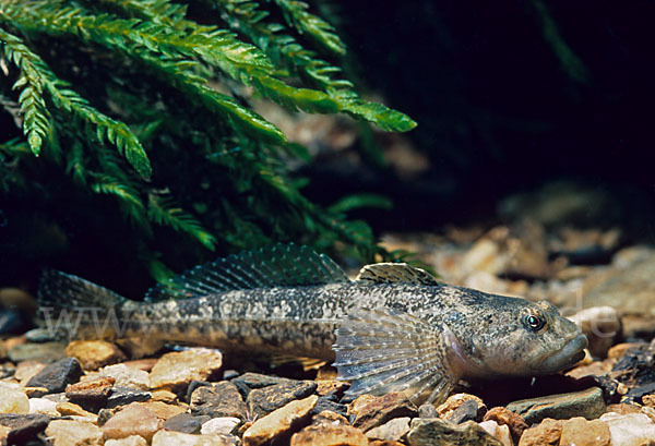 Westgroppe (Cottus gobio)