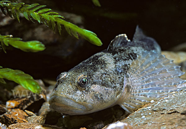 Westgroppe (Cottus gobio)