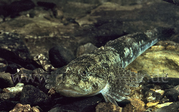 Westgroppe (Cottus gobio)