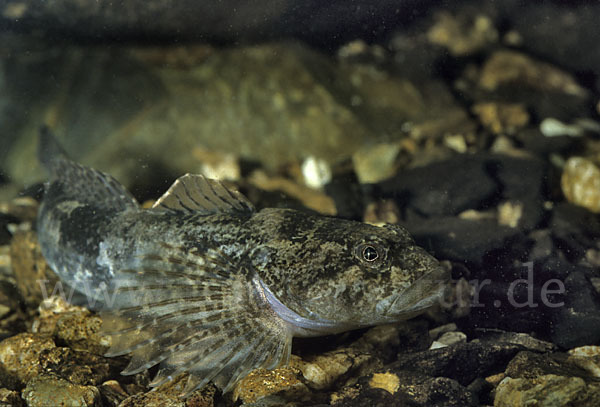 Westgroppe (Cottus gobio)