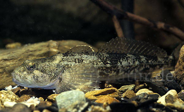 Westgroppe (Cottus gobio)