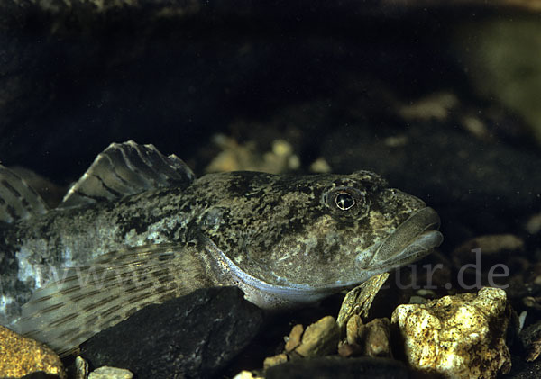 Westgroppe (Cottus gobio)