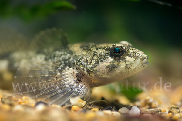 Westgroppe (Cottus gobio)