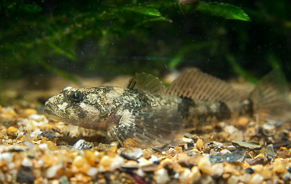 Westgroppe (Cottus gobio)