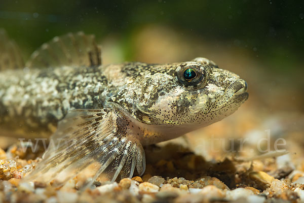 Westgroppe (Cottus gobio)