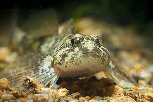 Westgroppe (Cottus gobio)