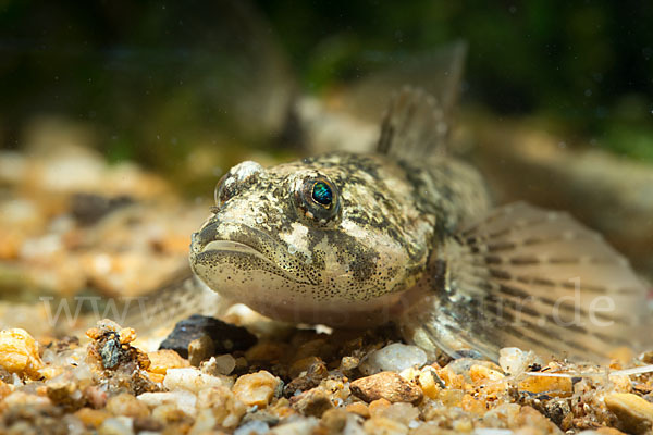 Westgroppe (Cottus gobio)