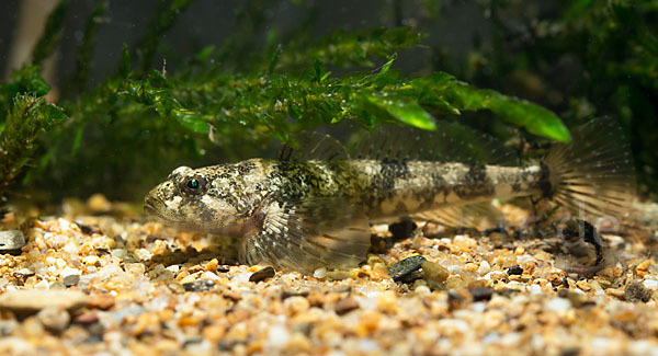 Westgroppe (Cottus gobio)