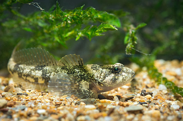 Westgroppe (Cottus gobio)